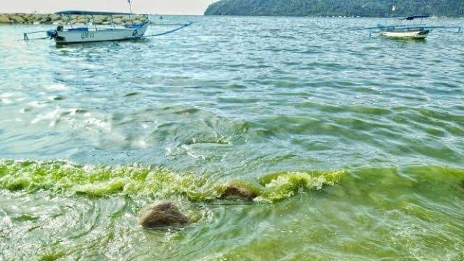Air Laut di Selayar, Sulawesi Selatan, Berubah Jadi Warna Hijau
